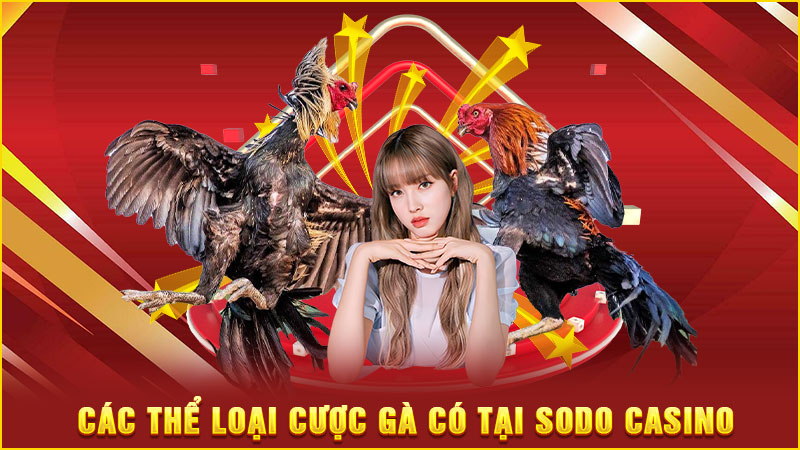 các thể loại cược gà có tại sodo casino